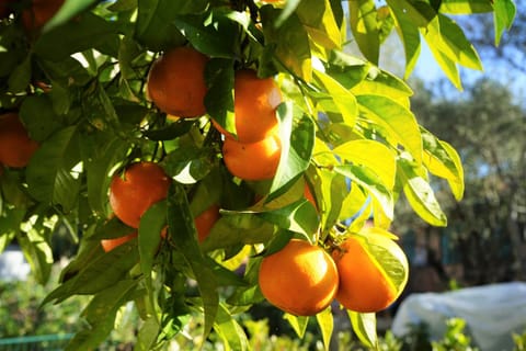 La Casa dell'Arancio Apartment in Lerici