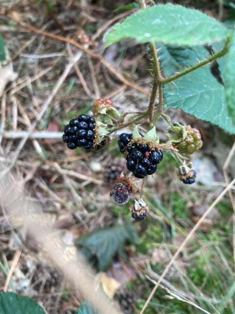 Apartament z Jaskółką parter Apartment in Pomeranian Voivodeship