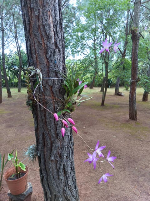 Cabañas Walddorf - Alcatraz Apartment in State of Michoacán