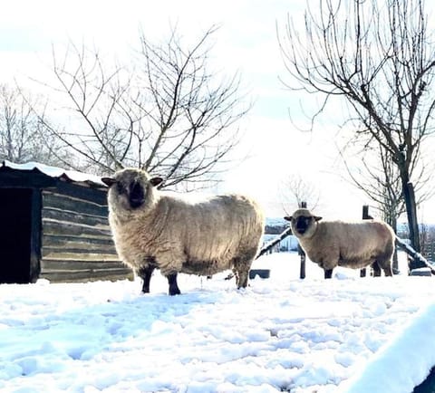 Zuid Limburg Huisje Josefien House in Aachen