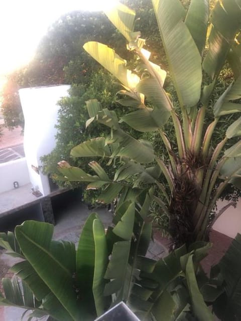 Inner courtyard view