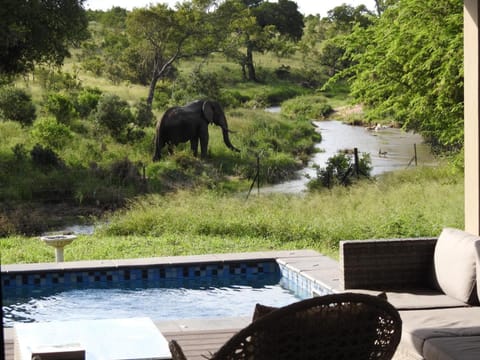 Balcony/Terrace, Animals, Animals, Swimming pool