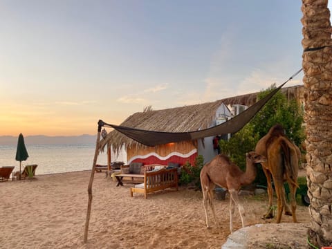Sea view, Sea view, Sunrise, Sunset