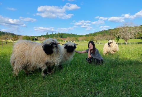 Animals