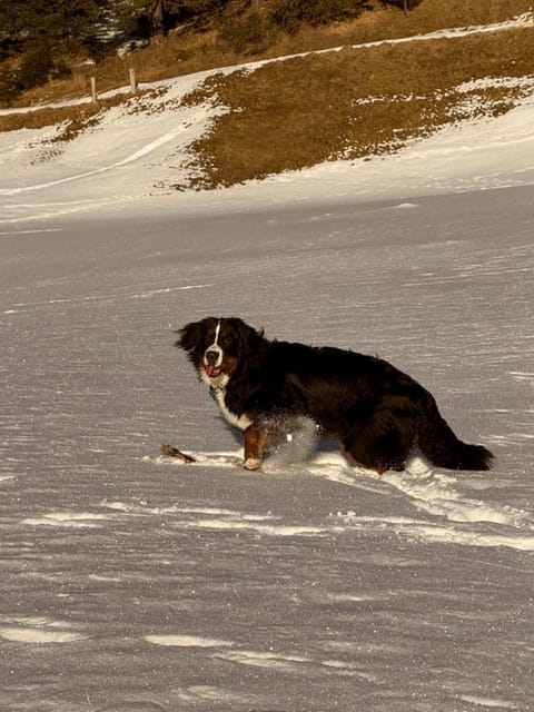 Ferienwohnung Schweizer Sennenhund Apartment in Canton of Grisons