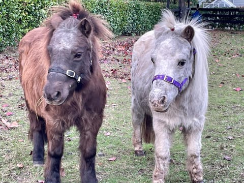 Animals, Pets