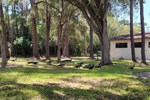 Largo Home and Outdoor Oasis The Peacock Farm House in Seminole