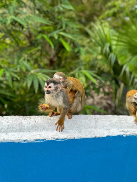 Animals