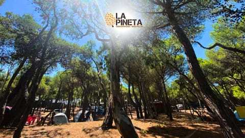 Day, Natural landscape, group of guests