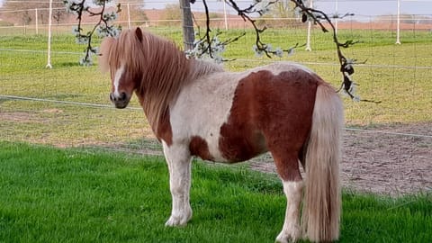 Der kleine Fuchshof mit Hund, Pferd und Huhn Apartment in Ostholstein