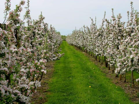 Ferienwohnungen Shamal Apartment in Lindau