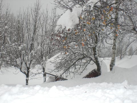 Winter, Garden
