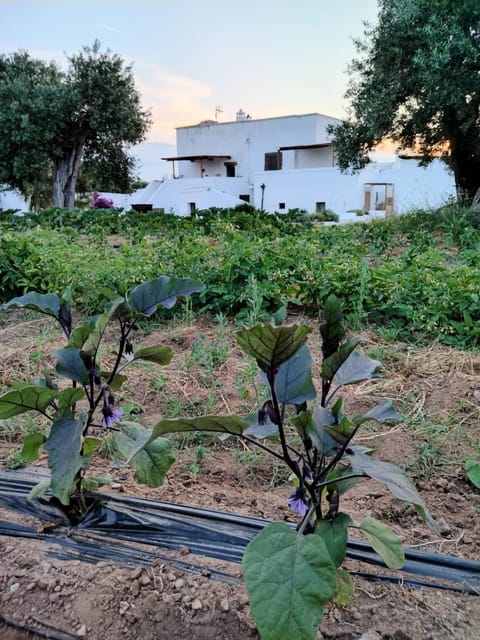 Masseria Piccole Taverne Farm Stay in Province of Taranto