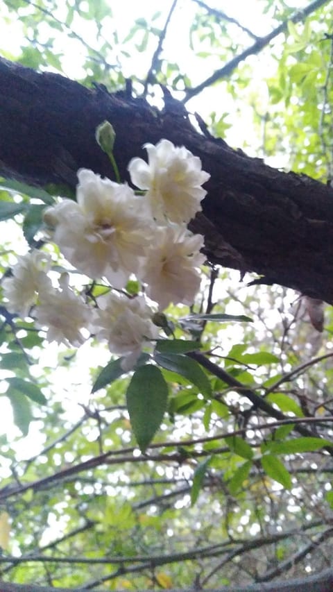 Katie's Cozy Suites Hotel in Tombstone