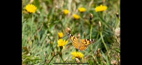 Cois na Mara Eire code V15 T677 Bed and Breakfast in County Clare