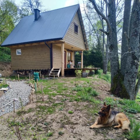 Day, Pets, Garden view
