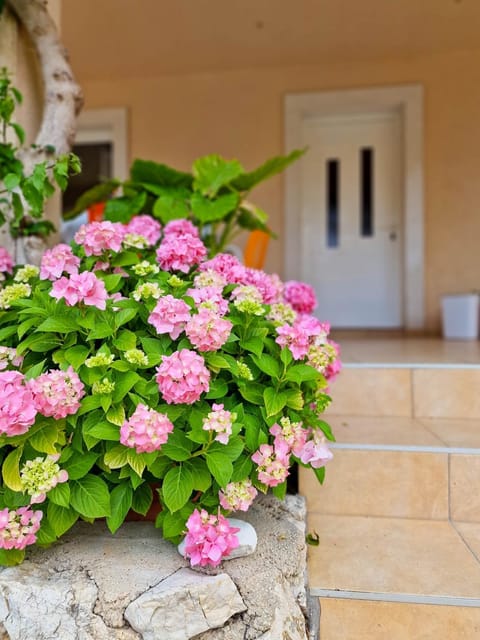 Apartments Monopoly Apartment in Novalja