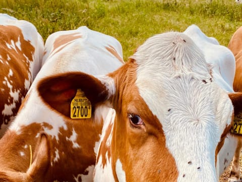 Bell Tent Luxury tent in North Brabant (province)