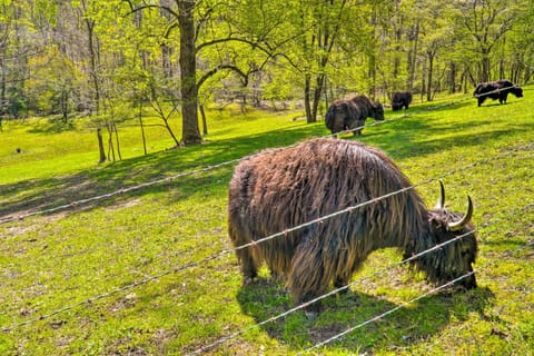 Dreamy Homestead Escape Patio, Ranch On-Site House in Tennessee