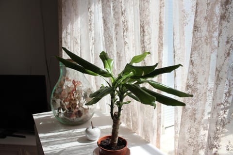 Living room, Decorative detail