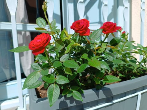 Bianca - Marlù House - House in Sardinia