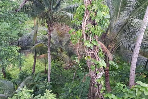 Natural landscape, Garden view