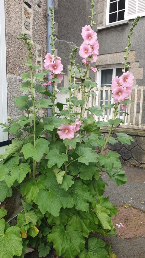 Les Gravelots House in Saint-Vaast-la-Hougue