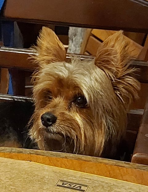 CASA DIAS CABORÊ - Espaço e Proteção à 5 min do Centro Histórico House in Paraty