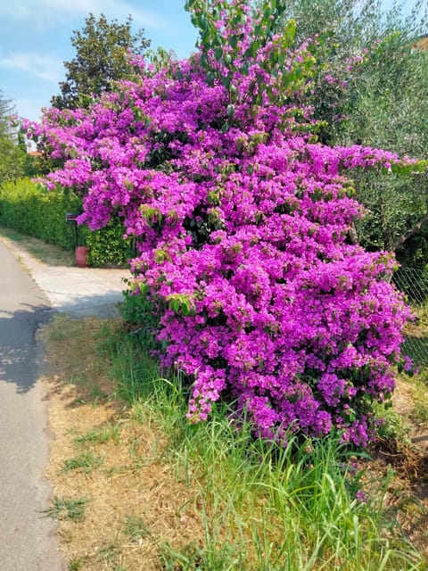 Natural landscape, Garden view