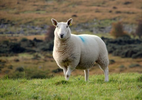Corriebrack cottage House in Wicklow, Co. Wicklow, Ireland