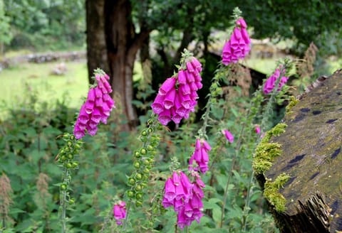 Corriebrack cottage House in Wicklow, Co. Wicklow, Ireland
