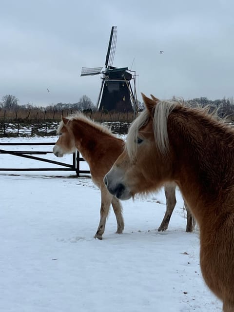 View (from property/room), Animals, Garden view, Landmark view, Street view