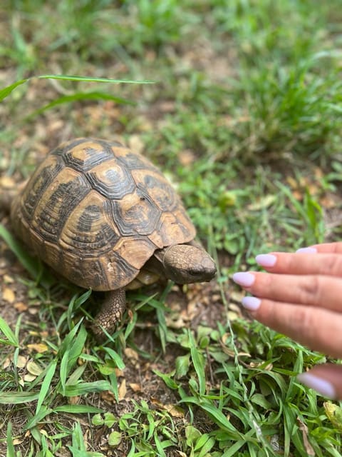 Vidikovac Budva Apartment in Budva