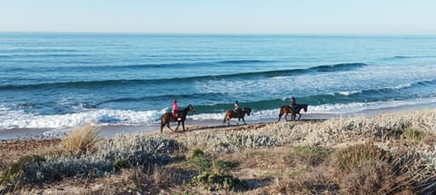 Horse-riding, Beach