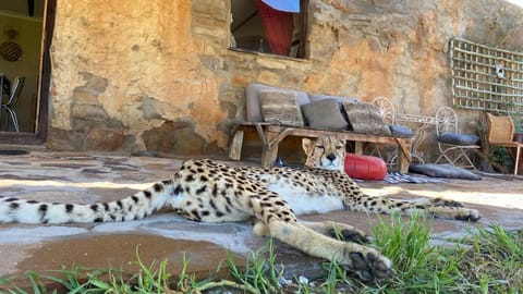 Seating area, Animals