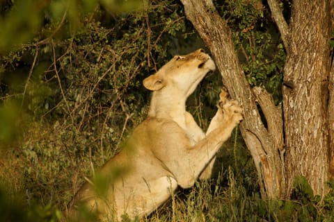 Natural landscape, Activities, Animals, Location
