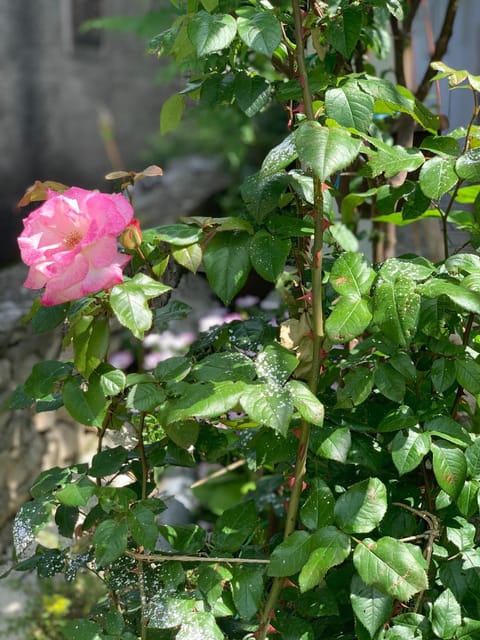 Garden, Decorative detail