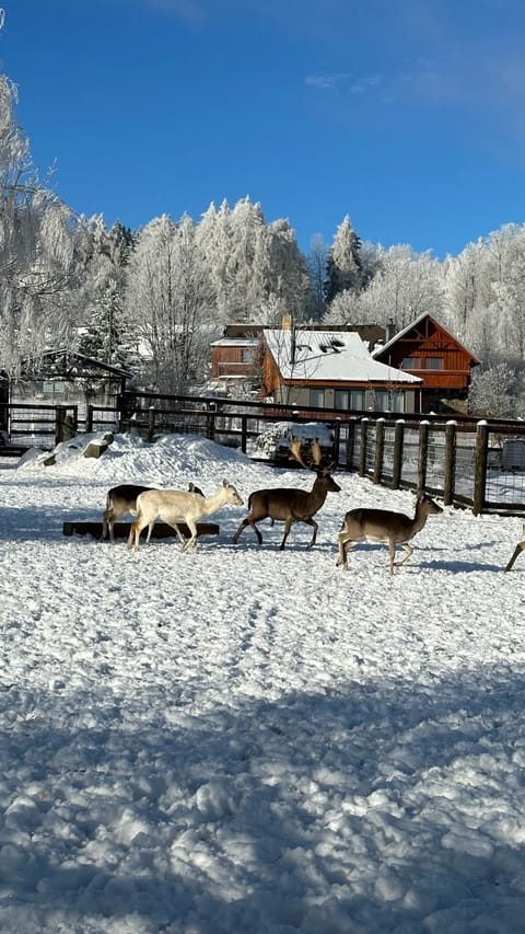 Property building, Animals