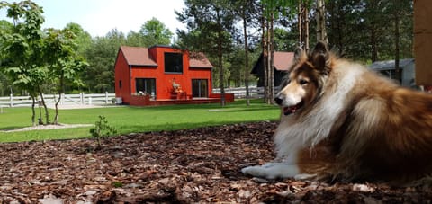Property building, Pets
