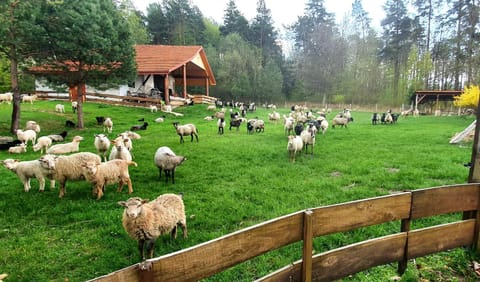 Spring, Natural landscape, Garden, Animals, Swimming pool