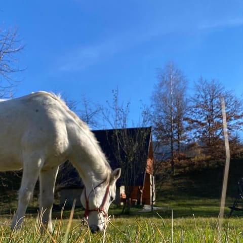 Horse-riding