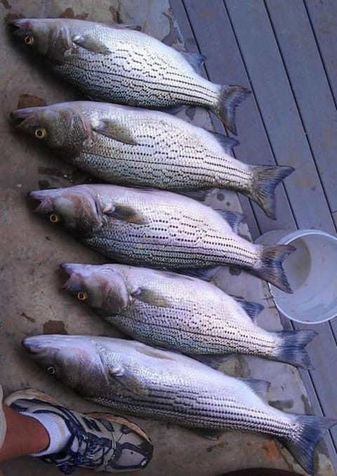 Newly Renovated Cozy Place Minutes From The Lake Apartment in Tennessee