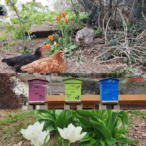 La maison Laborey, gîte 4 étoiles avec piscine House in Dijon