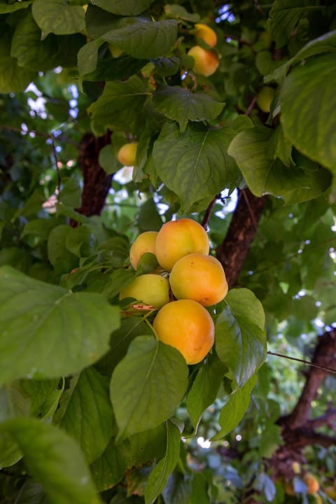 Aria di Mare Bed and Breakfast in Martinsicuro