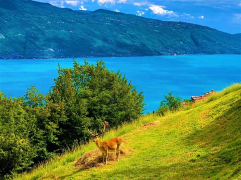 Natural landscape, Garden, Animals, Area and facilities