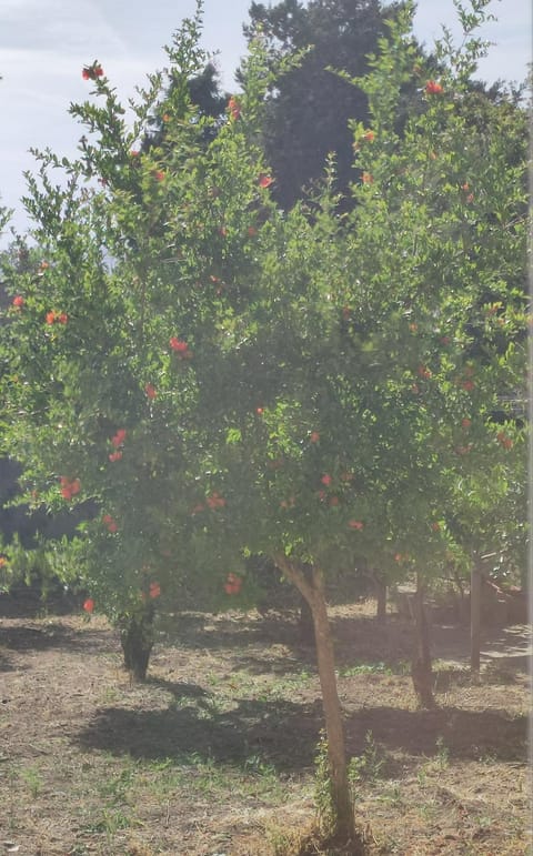 La Casa Di Luca Apartment in Olbia