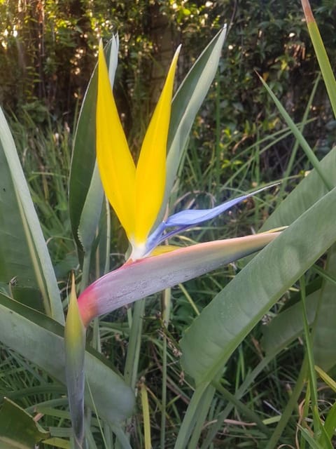 Garden, Garden view, Internal: Not applicable to any particular room