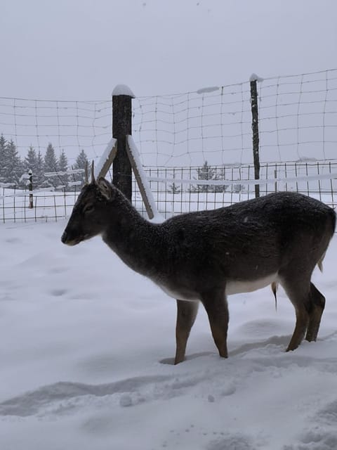 Apartments Matovina Apartment in Lika-Senj County