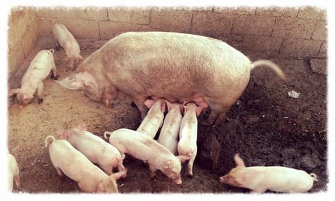 Agriturismo Lu Nodu Farm Stay in Sardinia