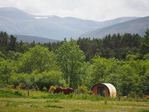 Natural landscape, Hiking, Pets, Mountain view